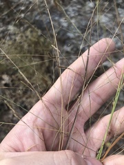 Eragrostis refracta