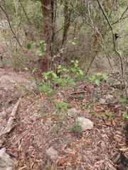 Alchornea ilicifolia