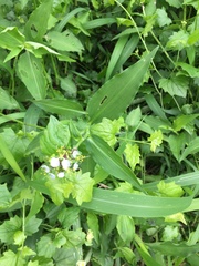 Aneilema dregeanum