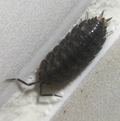 Koreoniscus racovitzai