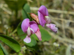 Lathyrus bijugatus