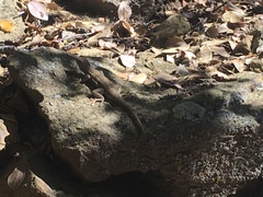 Sceloporus graciosus gracilis