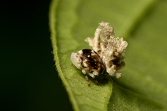 Ricania speculum