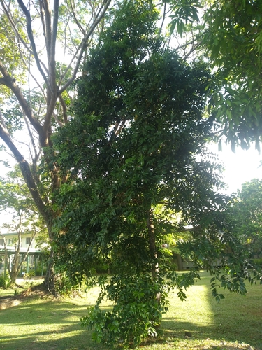 Agathis macrophylla observed 2021-10-23