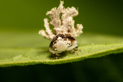 Ricania speculum