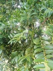 Agathis macrophylla