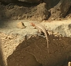 Sceloporus graciosus gracilis