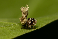 Ricania speculum