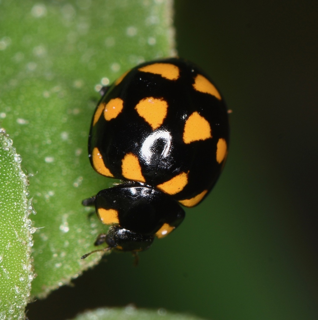 Orange-spotted Ladybird Beetle