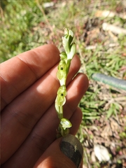 Pterostylis bicolor