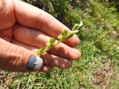 Pterostylis bicolor