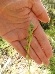 Pterostylis bicolor
