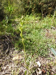 Pterostylis bicolor
