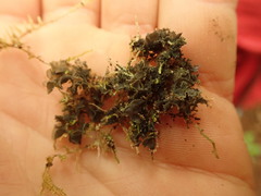 Leptogium oceanianum