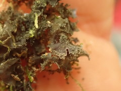 Leptogium oceanianum