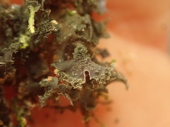Leptogium oceanianum