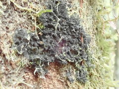 Leptogium oceanianum