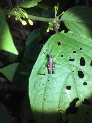 Syntomacris guttulosa