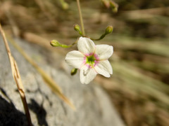 Commicarpus brandegeei