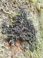 Leptogium oceanianum