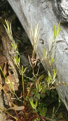 Cardamine oligosperma