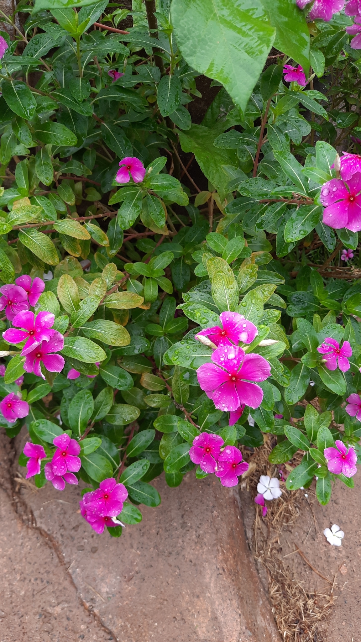 Catharanthus roseus