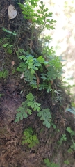 Asplenium dareoides