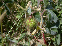 Passiflora pentaschista