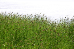 Bolboschoenus planiculmis