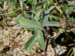 Passiflora pentaschista