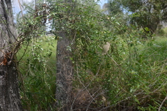 Jasminum didymum racemosum