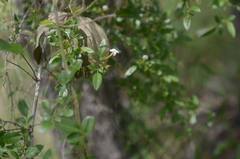 Jasminum didymum racemosum