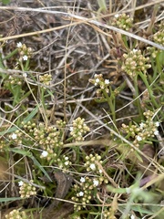 Thesium frisea
