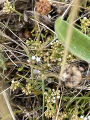 Thesium frisea