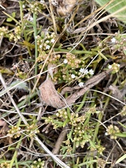 Thesium frisea