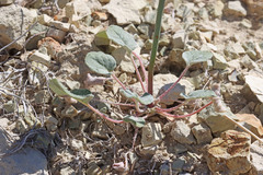 Eriogonum watsonii