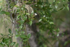 Jasminum didymum racemosum