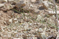 Eriogonum watsonii