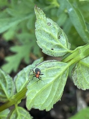 Prepops rubrovittatus