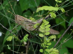 Schistocerca camerata