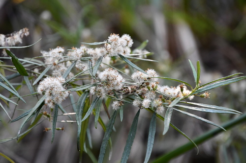 Image of Olearia viscidula by (c) Thomas Mesaglio, some rights reserved (CC BY)