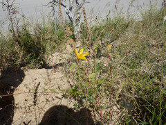 Kallstroemia peninsularis