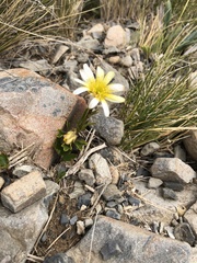 Ranunculus verticillatus