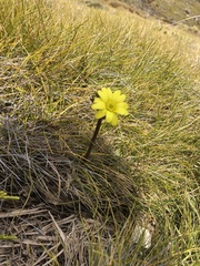 Ranunculus verticillatus