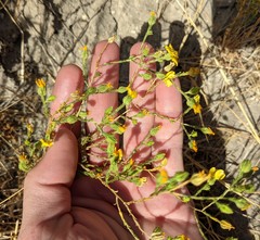 Deinandra pentactis