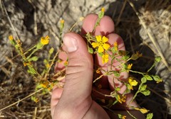 Deinandra pentactis