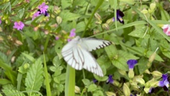 Appias libythea peducaea