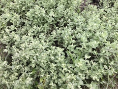 Helichrysum panduratum