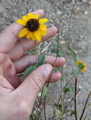 Helianthus bolanderi