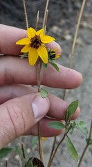 Helianthus bolanderi